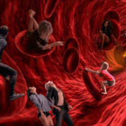 Cardiovascular System