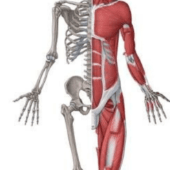 Musculoskeletal System