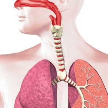 Respiratory System - Prevent Healthy