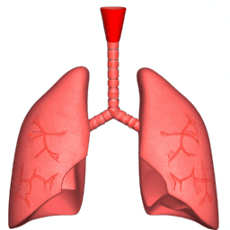 lungs